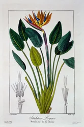 Paradijsvogel, of Kraanvogelbloem, 1836